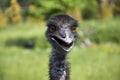 Emu