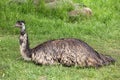 Emu Royalty Free Stock Photo