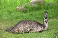 Emu Royalty Free Stock Photo