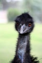 Emu Royalty Free Stock Photo