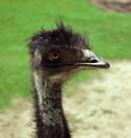 Emu Royalty Free Stock Photo