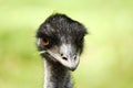 Emu