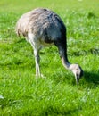 Emu Royalty Free Stock Photo