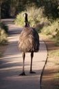 Emu Royalty Free Stock Photo