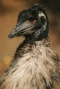 Emu, austalian bird