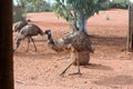 Emu in Australian Desert