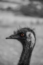 Emu in the Australian Outback