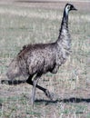 Emu bird Royalty Free Stock Photo