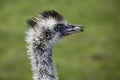 Profile of an Emu Bird Royalty Free Stock Photo