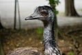 Emu bird, Dromaius novaehollandiae, Close up portrait of Australian Emu bird Royalty Free Stock Photo