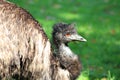 Emu Bird Dromaius novaehollandiae Royalty Free Stock Photo