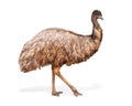 Emu Bird Facing Side Extracted Royalty Free Stock Photo