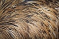 Emu bird feather