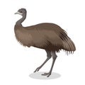 Emu bird full length portrait isolated on white background Royalty Free Stock Photo