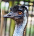 Emu bird head and neck Royalty Free Stock Photo