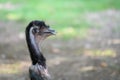Emu Bird Head Royalty Free Stock Photo