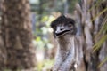 Emu bird head shot portrait taken at open zoo. Royalty Free Stock Photo