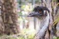 Emu bird head shot portrait taken at open zoo. Royalty Free Stock Photo