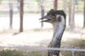 Emu bird head shot portrait taken at Thailand open zoo. Royalty Free Stock Photo