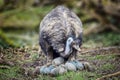 Emu bird with her eggs