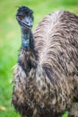 Emu bird. Royalty Free Stock Photo