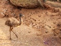 Emu bird in Nandan Kannan forest