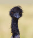 Emu Bird