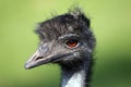 Emu Bird Portrait Royalty Free Stock Photo