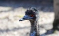 emu bird portrait Royalty Free Stock Photo