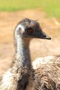 Emu bird Royalty Free Stock Photo