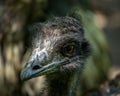 An emu bird portrait in a park Royalty Free Stock Photo