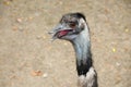 Emu Bird Portrait Royalty Free Stock Photo