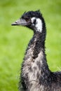 Emu Bird Portrait Royalty Free Stock Photo