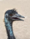 Emu bird profile Royalty Free Stock Photo