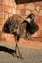 Emu Bird - The Red Centre, Australia Royalty Free Stock Photo