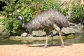 Emu bird by the riverbank Royalty Free Stock Photo