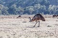 Emu bird in South Australian Landscape.