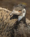 Emu bird Stock Photos.   Emu bird close-up view profile with bokeh background Royalty Free Stock Photo