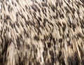 Emu bird texture Royalty Free Stock Photo