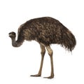 Emu bird on white background