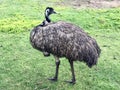 Emu Bird Royalty Free Stock Photo