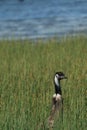 Emu checking out the action in tall grass near lake Royalty Free Stock Photo