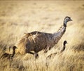 Emu Chicks Royalty Free Stock Photo