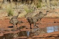 Emu chicks drinking Royalty Free Stock Photo