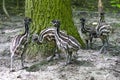 Emu chicks Royalty Free Stock Photo