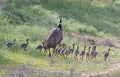 Emu with chicks Royalty Free Stock Photo