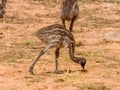 Emu Chicks in Queensland Australia Royalty Free Stock Photo