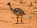 Emu Chicks in Queensland Australia Royalty Free Stock Photo