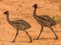 Emu Chicks in Queensland Australia Royalty Free Stock Photo