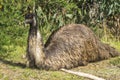 Emu chilling out in the sun Royalty Free Stock Photo